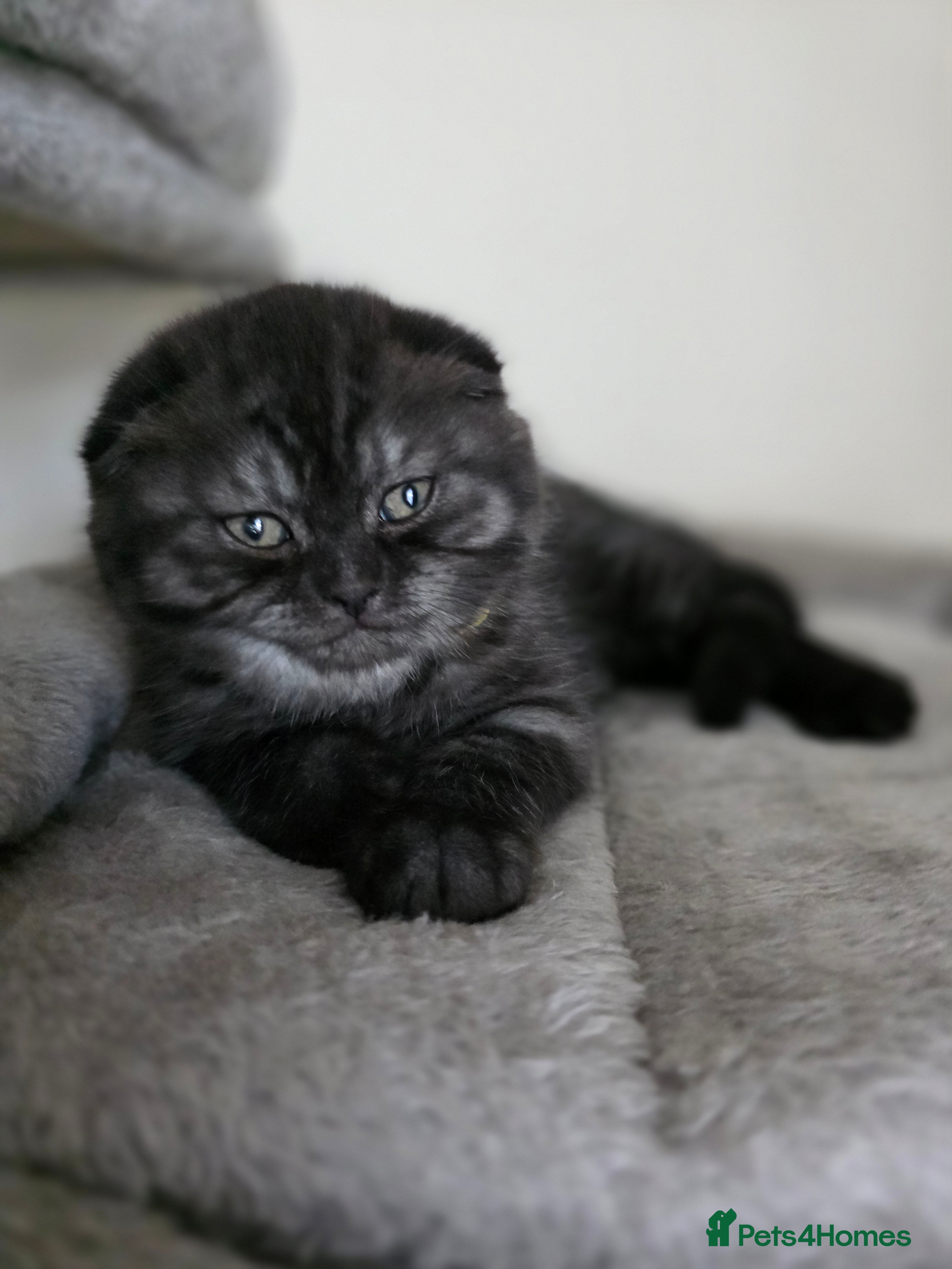 Scottish Fold cats 3males left!!!Scottish fold ears kittens  - Advert 1