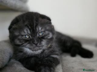 Scottish Fold cats Scottish fold male!!!Last one... - Advert 6