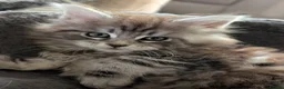 Maine Coon cats for sale: Ready soon. Tica Registered Maine coon Kittens  - Advert 19
