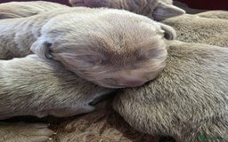 Labrador Retriever dogs for sale: Gorgeous KC Silver Labrador Puppies. - Image 11