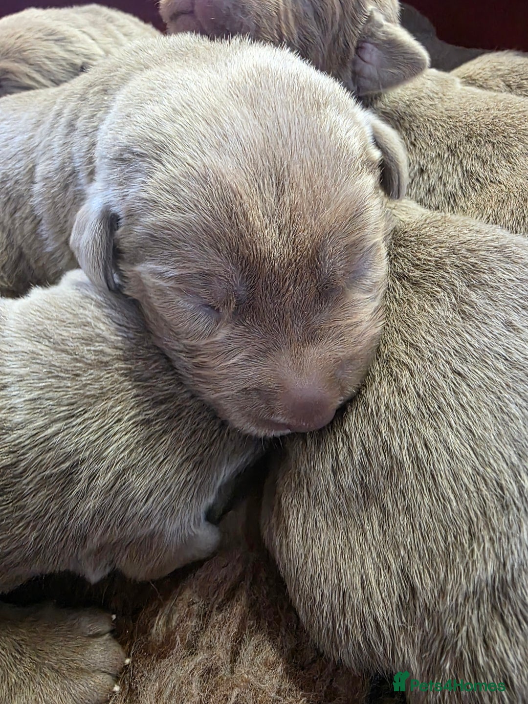 Labrador Retriever dogs for sale: Gorgeous KC Silver Labrador Puppies. - Image 11