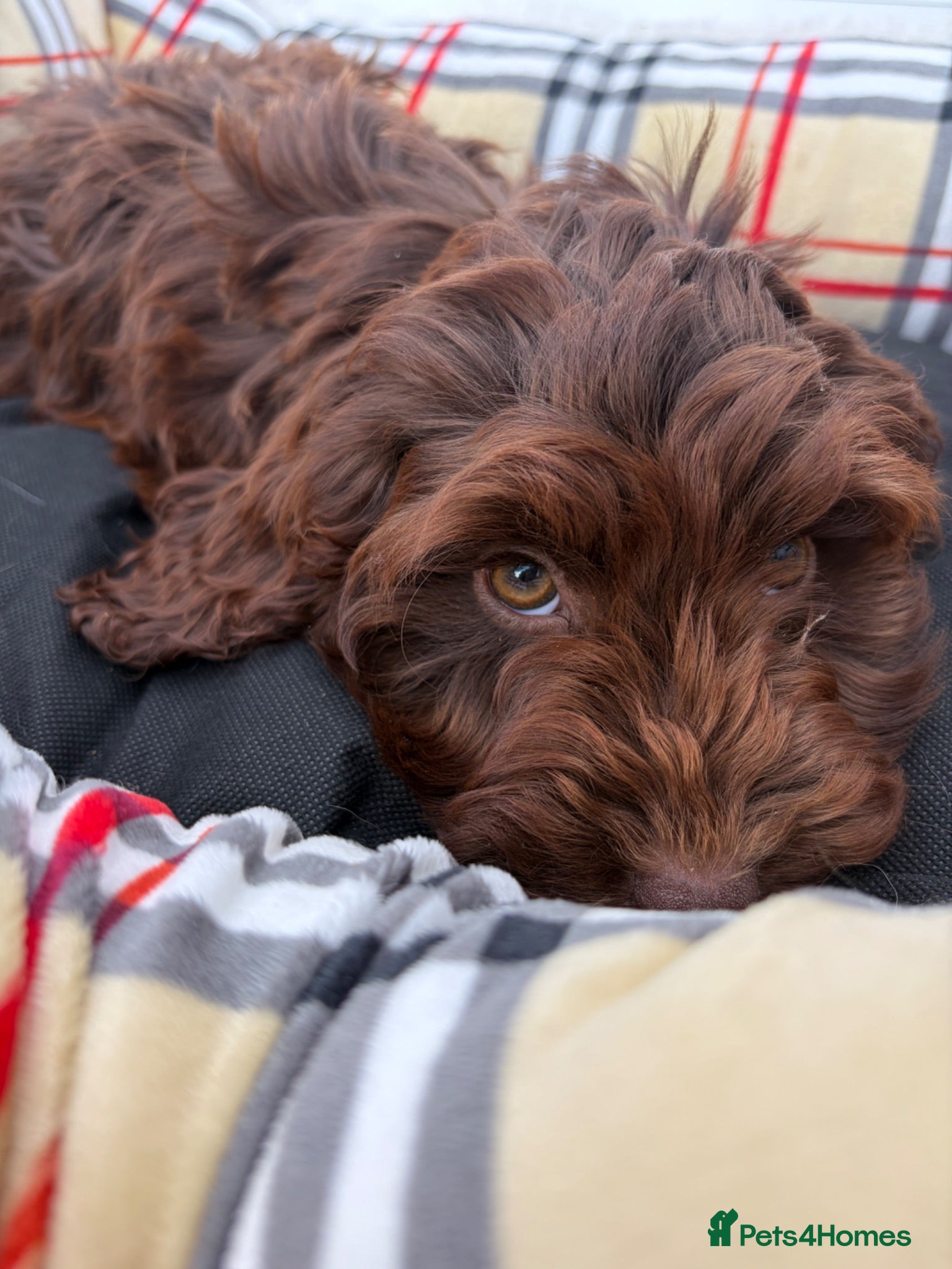 Cockapoo dogs F1 AMAZING COCKERPOO  CHOCOLATE MALE AVAILABLE  - Advert 2