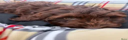 Cockapoo dogs for sale: F1 AMAZING COCKERPOO  - Advert 3