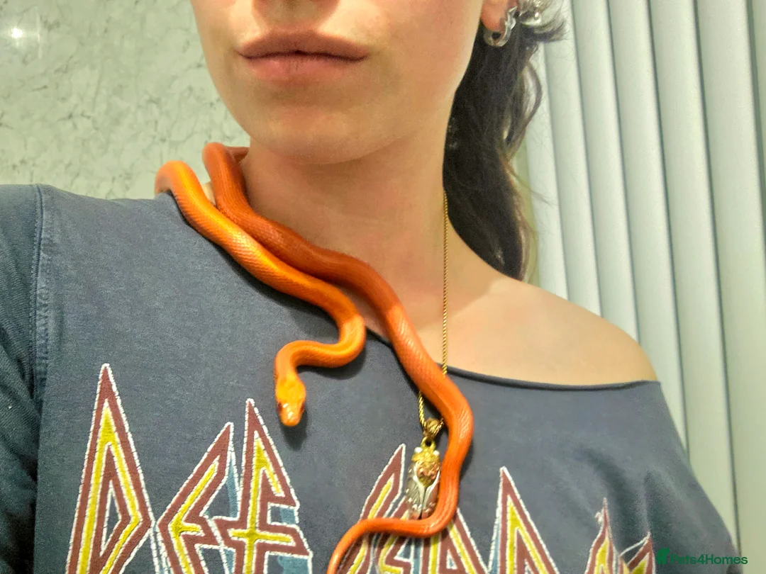 Corn Snake reptiles for sale: Pete- the Fire Stripe Cornsnake  in Nottingham - Advert 10