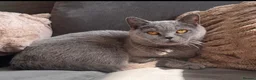 British Shorthair cats for sale: Pure pedigree British shorthair kittenS - Advert 9