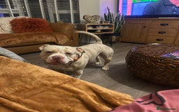 American Bully dogs for sale: Male pocket bully  - Image 1