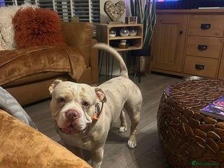 American Bully dogs - Advert 1