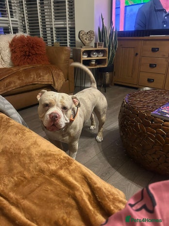 American Bully dogs - Advert 1