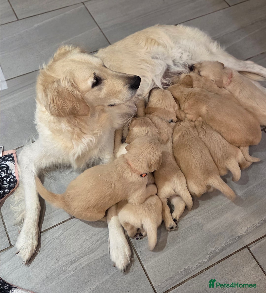 Golden Retriever dogs for sale: KC registered Beautiful Golden retriever puppies  - Advert 1
