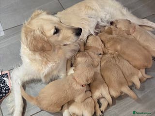 Golden Retriever dogs KC registered Beautiful Golden retriever puppies - Advert 12