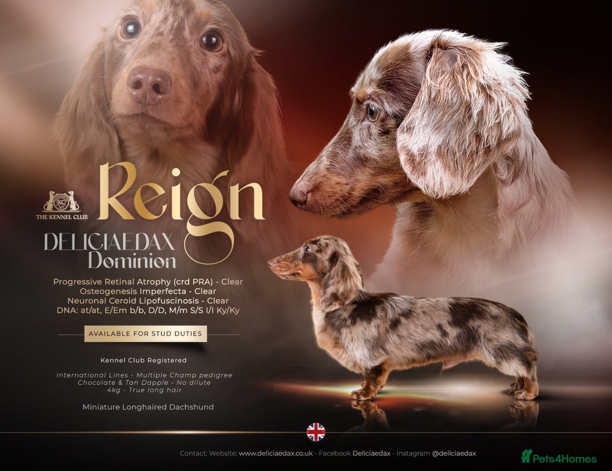 Miniature Dachshund dogs KC Reg Health Tested Longhaired Chocolate Dapple - Advert 23