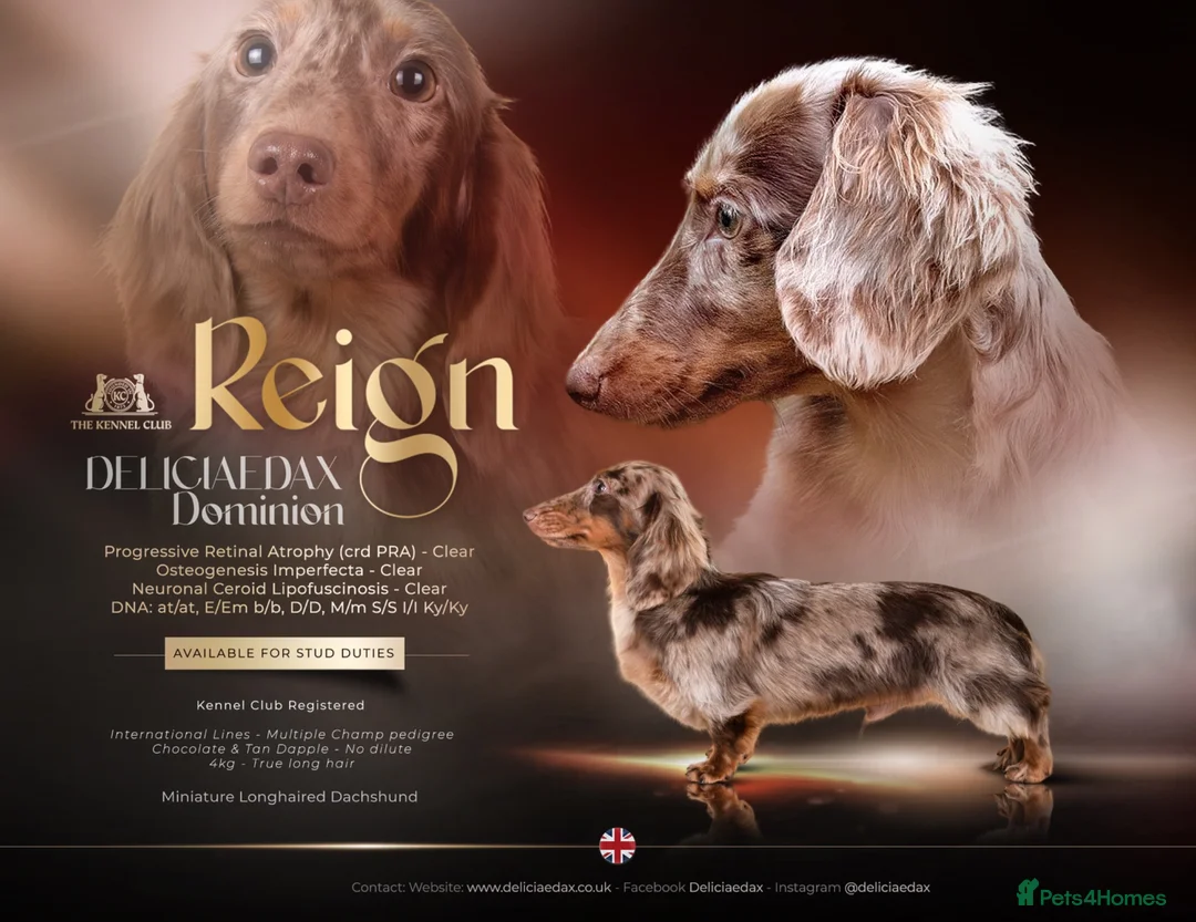 Miniature Dachshund dogs for stud: KC Reg Health Tested Longhaired Chocolate Dapple - Advert 1
