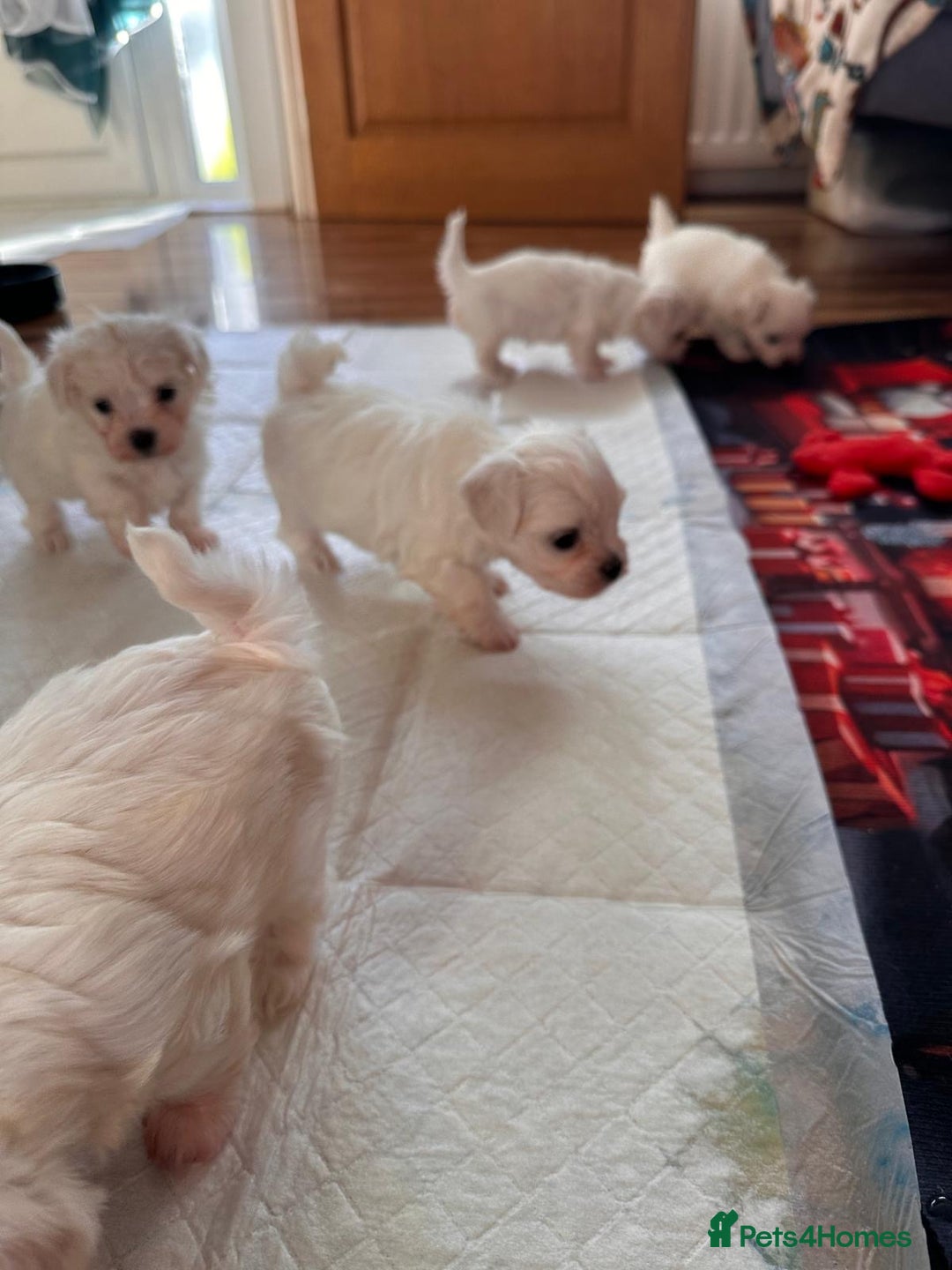 Maltese dogs for sale:  Beautiful maltese - Advert 15