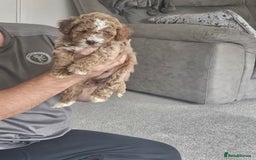 Mixed Breed dogs for sale: Gorgeous puppies for sale - Advert 18