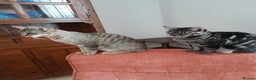 Savannah cats for sale: F5 Full Pedigree Tica Registered Girl Kitten - Advert 21