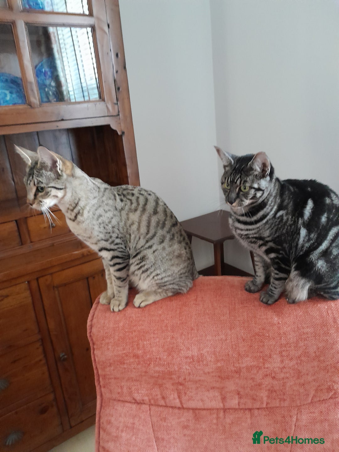 Savannah cats for sale: F5 Full Pedigree Tica Registered Girl Kitten - Advert 21