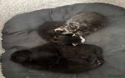 Mixed Breed cats for sale: Beautiful kittens  - Image 5