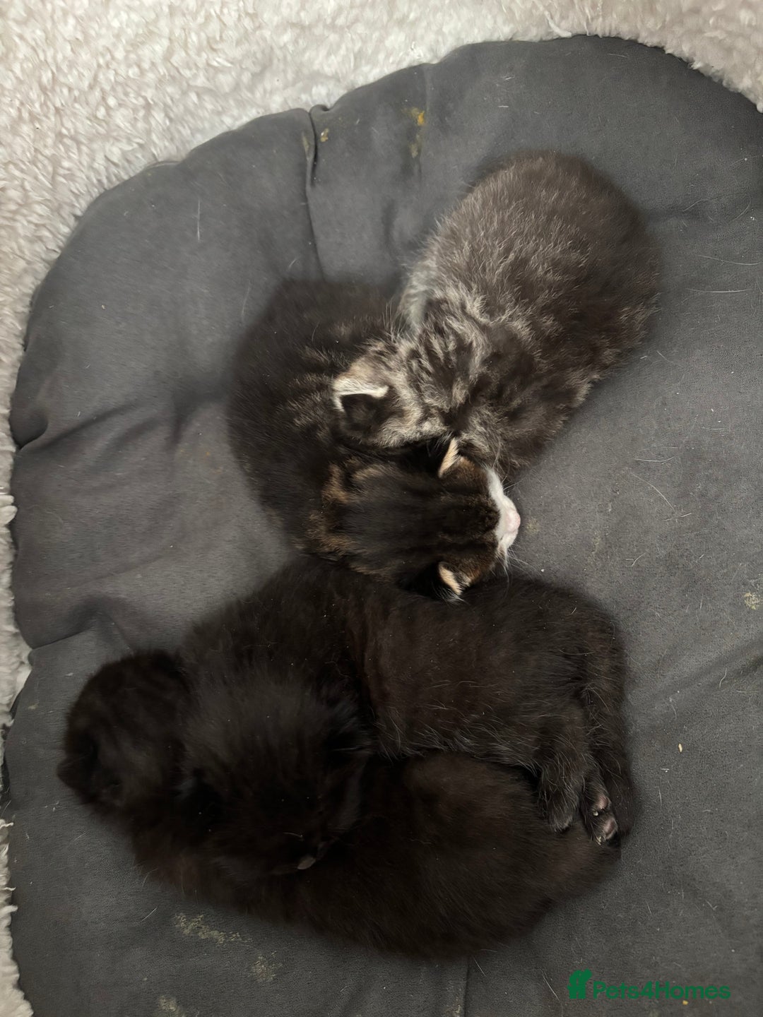 Mixed Breed cats for sale: Beautiful kittens  - Image 5