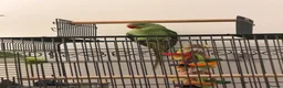 Parrots birds for sale: Alexandrine Parrot  in Birmingham - Advert 1