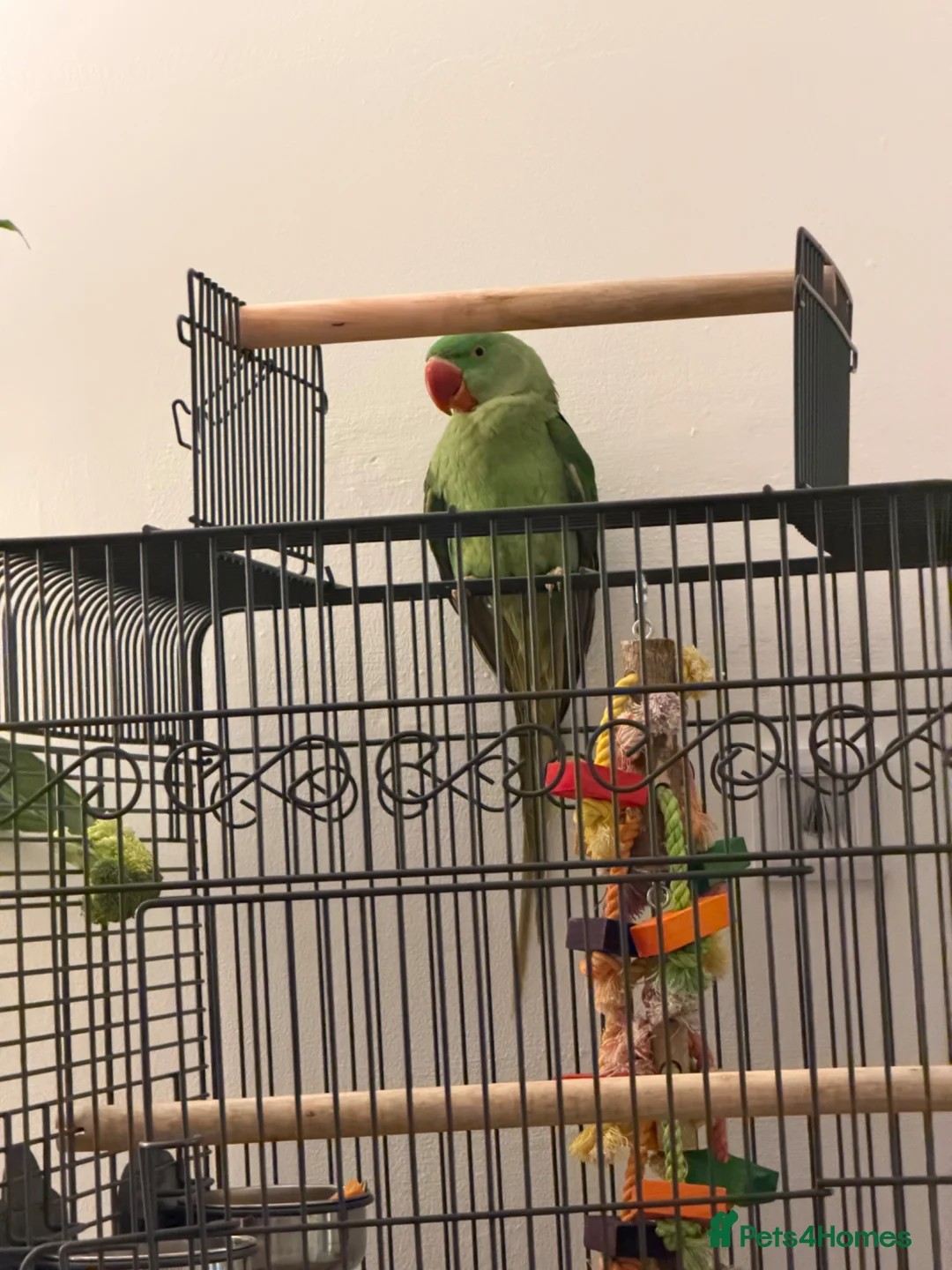Parrots birds for sale: Alexandrine Parrot  in Birmingham - Advert 1