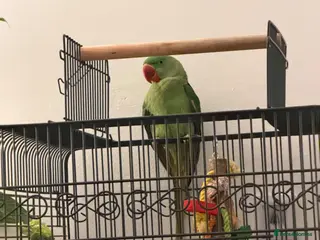 Parrots birds Alexandrine Parrot - Advert 1