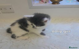 Siamese cats for sale: Bi colour blue and white kittens - Image 37