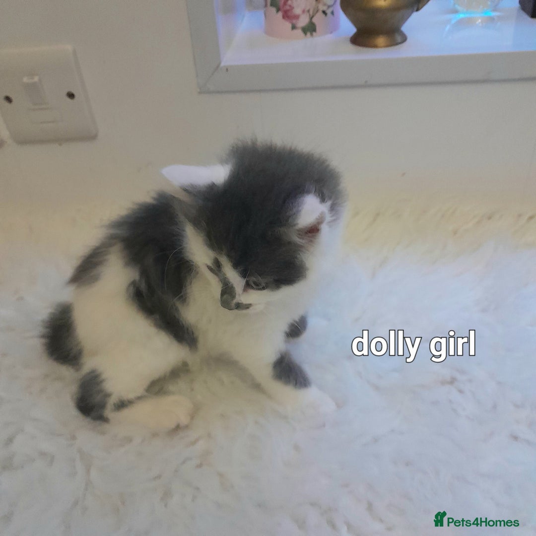 Siamese cats for sale: Bi colour blue and white kittens - Image 37