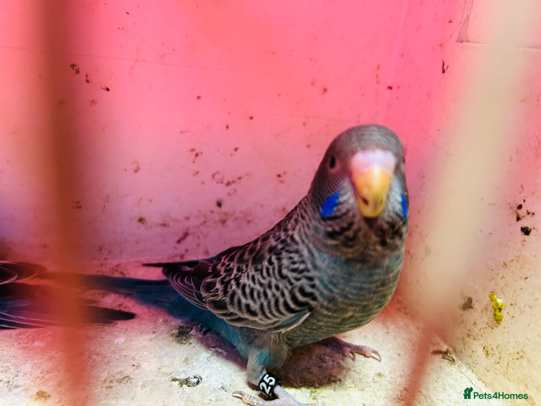 Budgerigars birds for sale: Black face, Black wing, splits, hogoromo budgies  - Advert 8