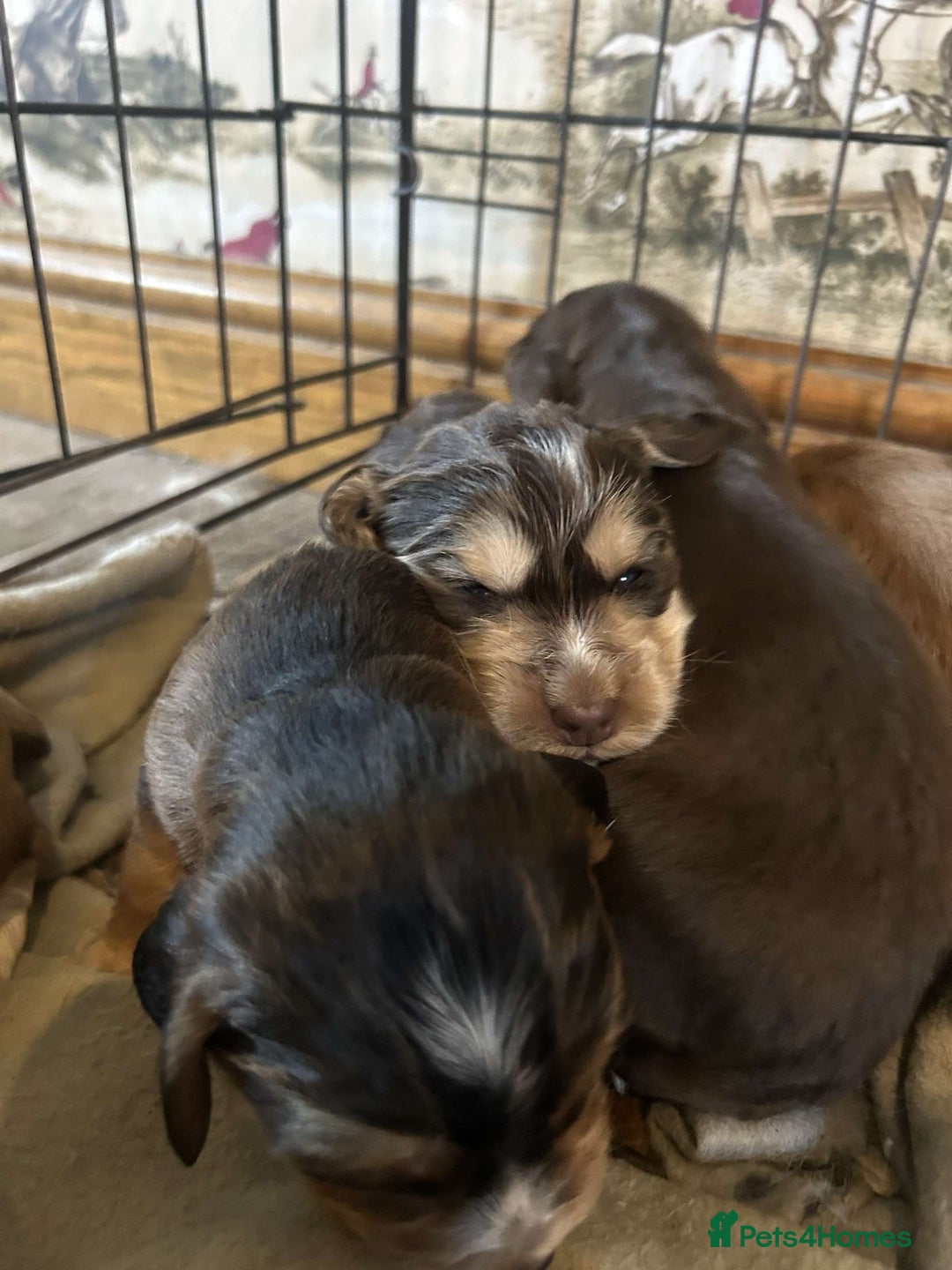 Cocker Spaniel dogs for sale: Cocker spaniel puppies for sale.  - Image 7