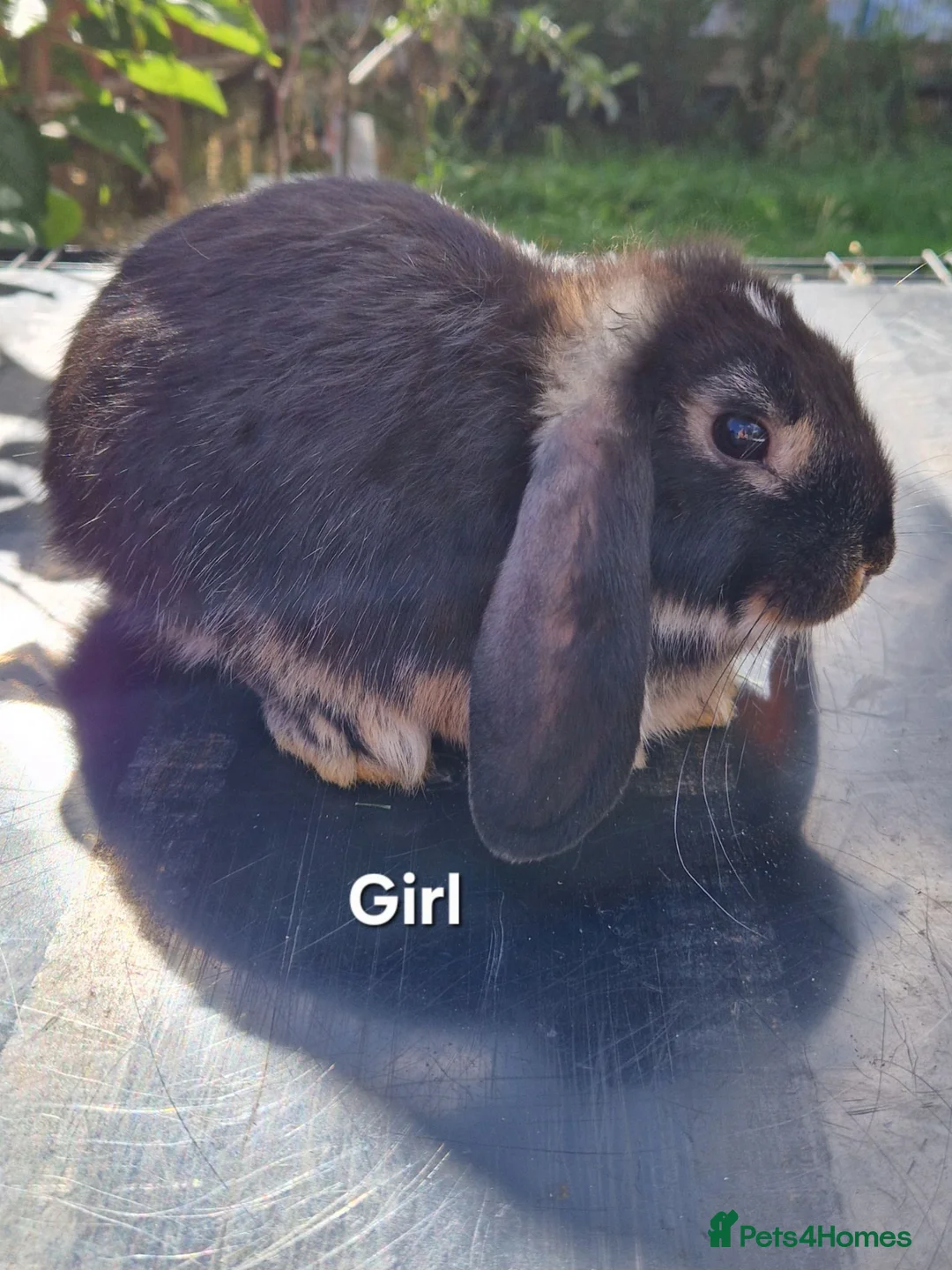 Mini Lop rabbits for sale: Mini Lops Ready Now - Advert 4