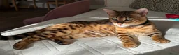 Bengal cats for sale: Beautiful female Bengal  in Worthing - Advert 4