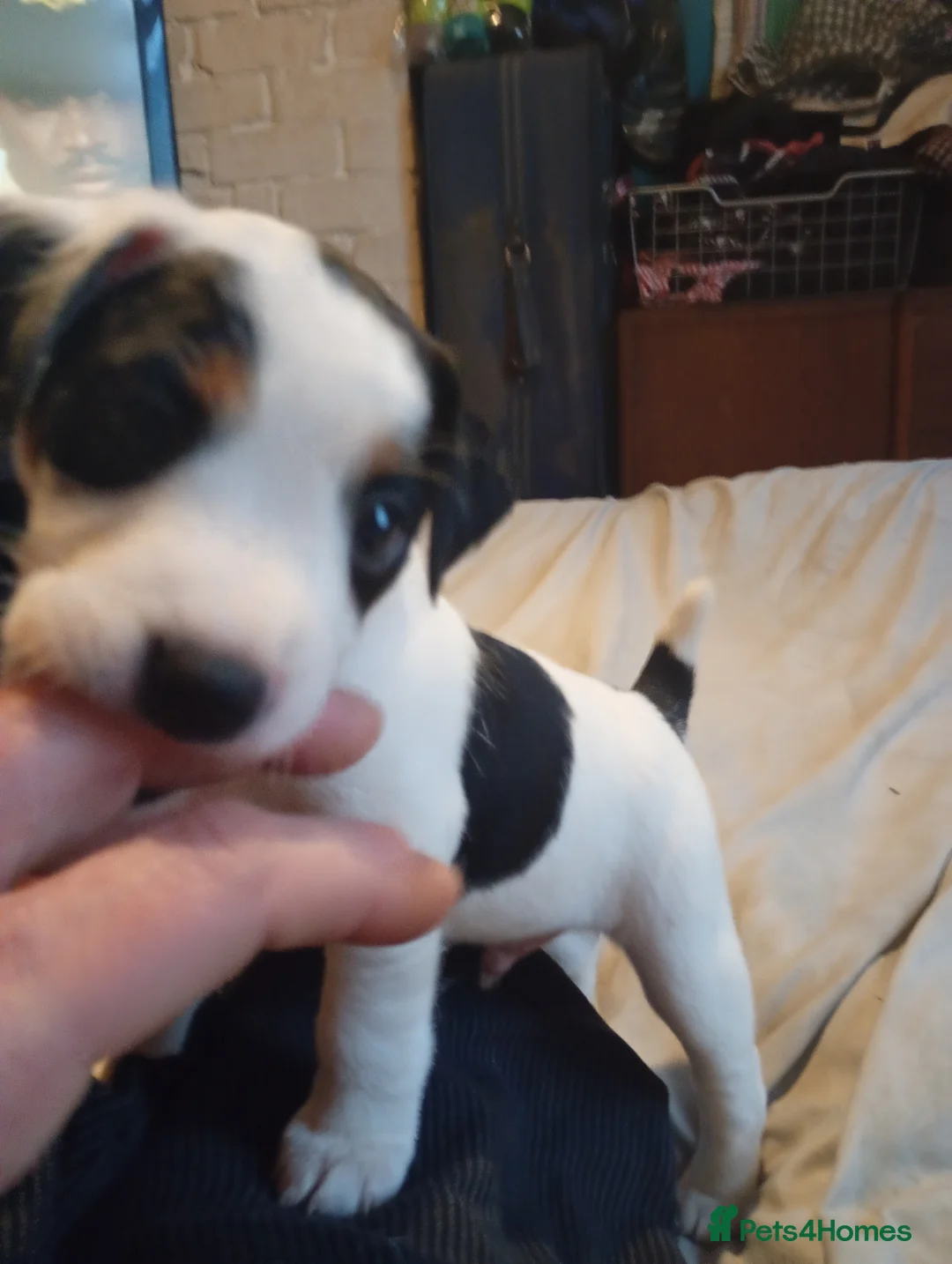 Jack Russell dogs for sale: Jack Russell Pup Ken Gould Line 1 dog available  - Advert 4