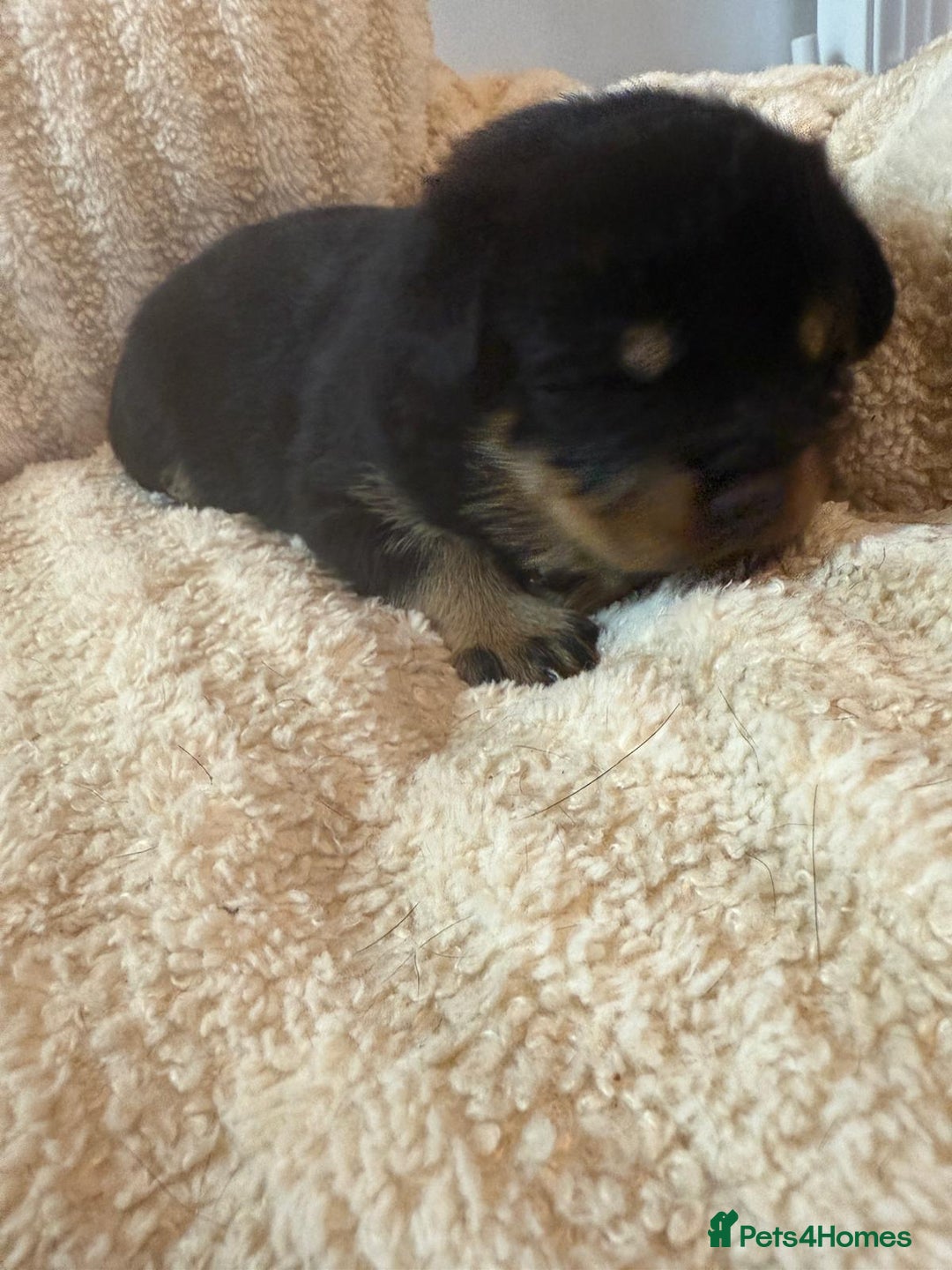 Rottweiler dogs for sale: ROTTWEILER PUPPIES- READY  29/12/25 - Advert 8