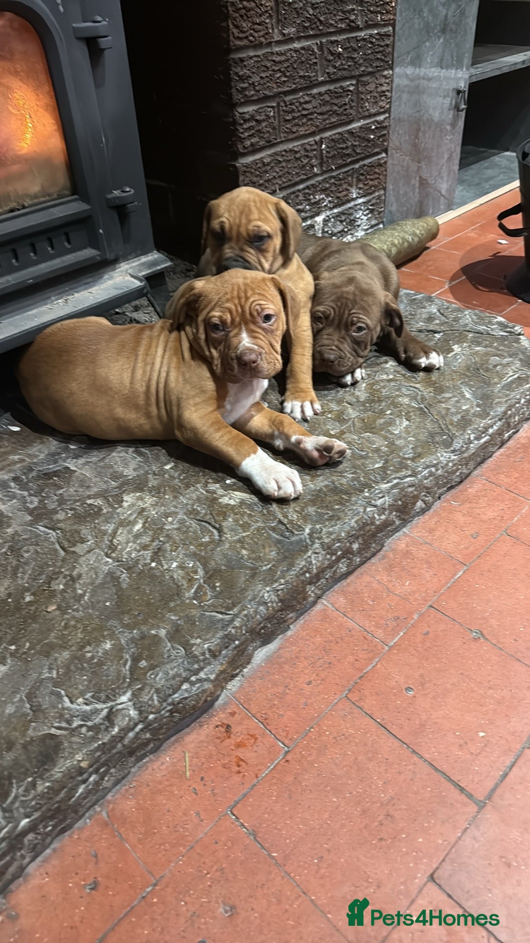 Mixed Breed dogs for sale: Ddb x cane corso - Advert 6