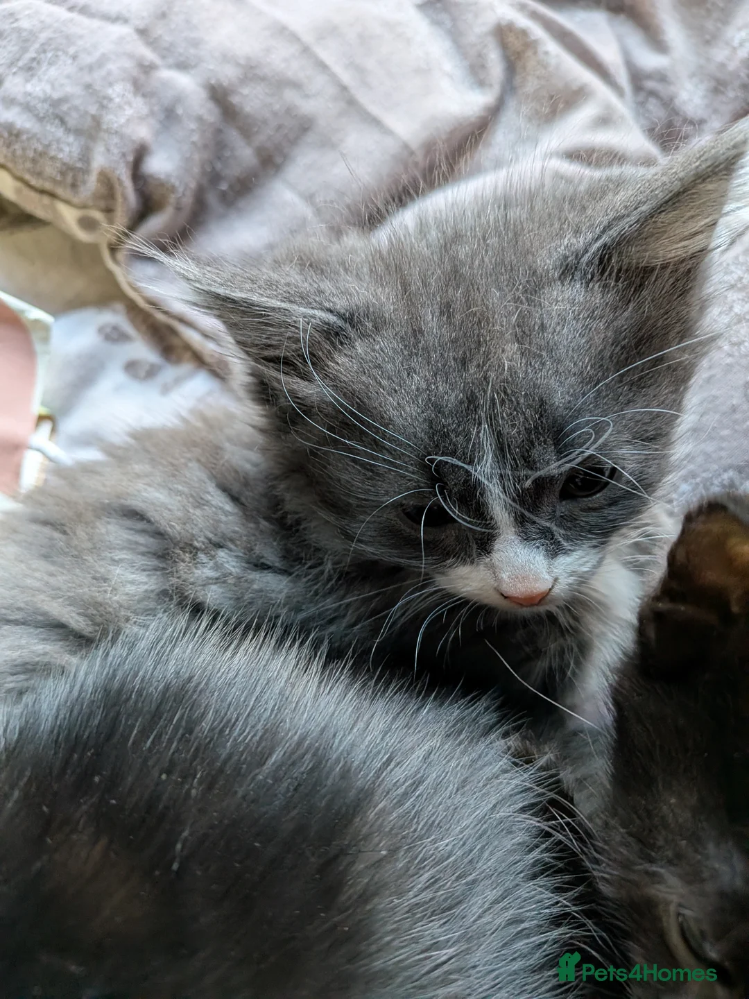 Mixed Breed cats for sale: 5 mixed cats for sale - Advert 1