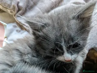 Mixed Breed cats 5 mixed cats for sale - Advert 11