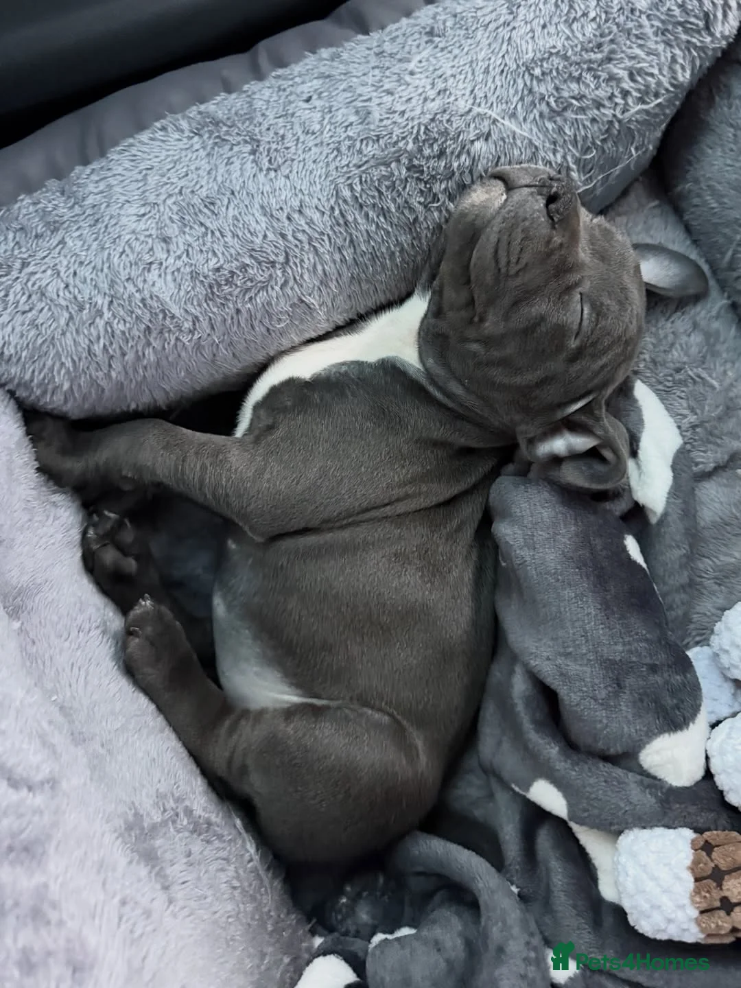 Staffordshire Bull Terrier dogs for sale: 🐾 Staffordshire Bull Terrier Puppies for Sale in London - Advert 2