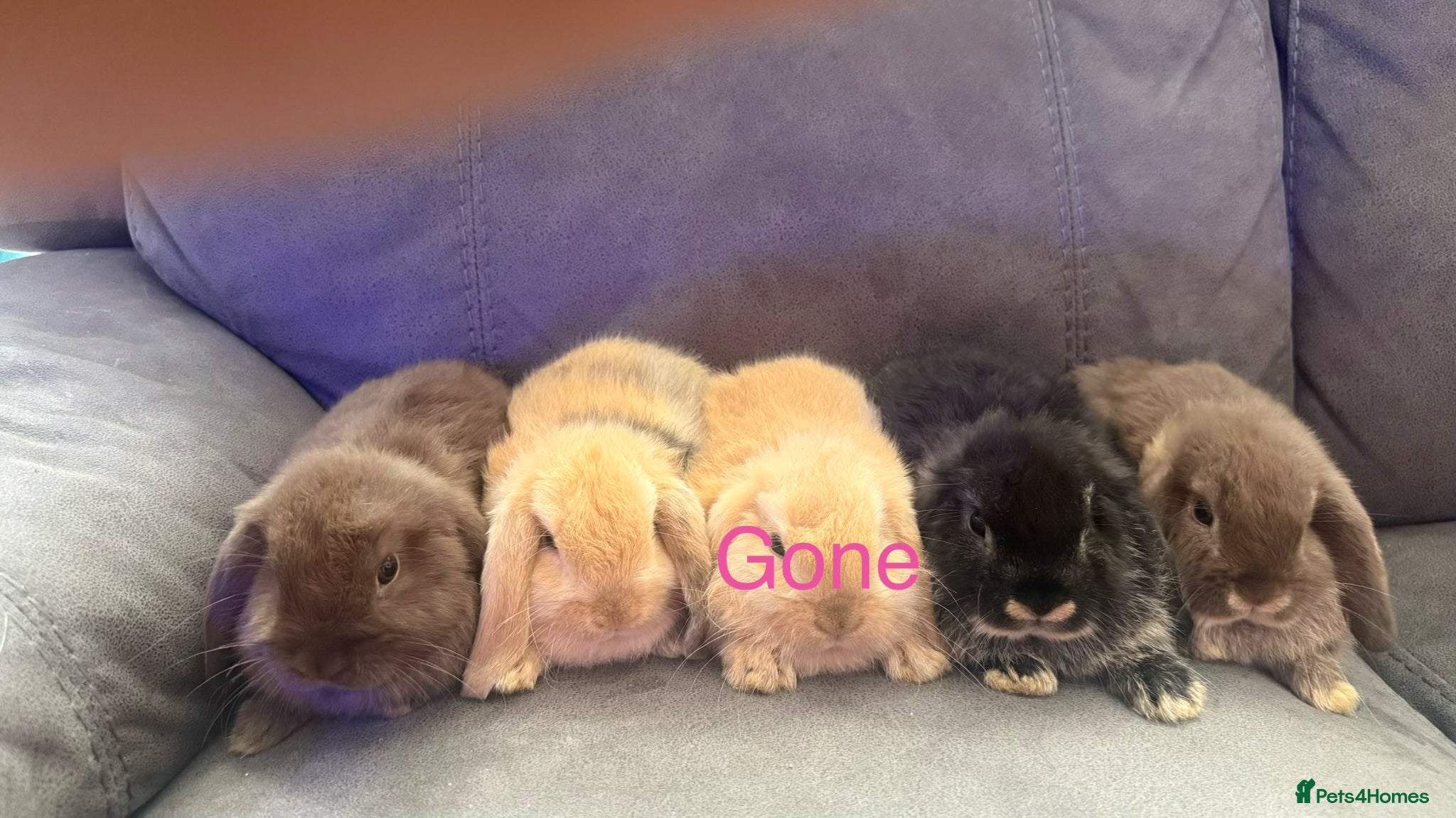 Mini Lop rabbits Beautiful Pure Mini Lops - Advert 1