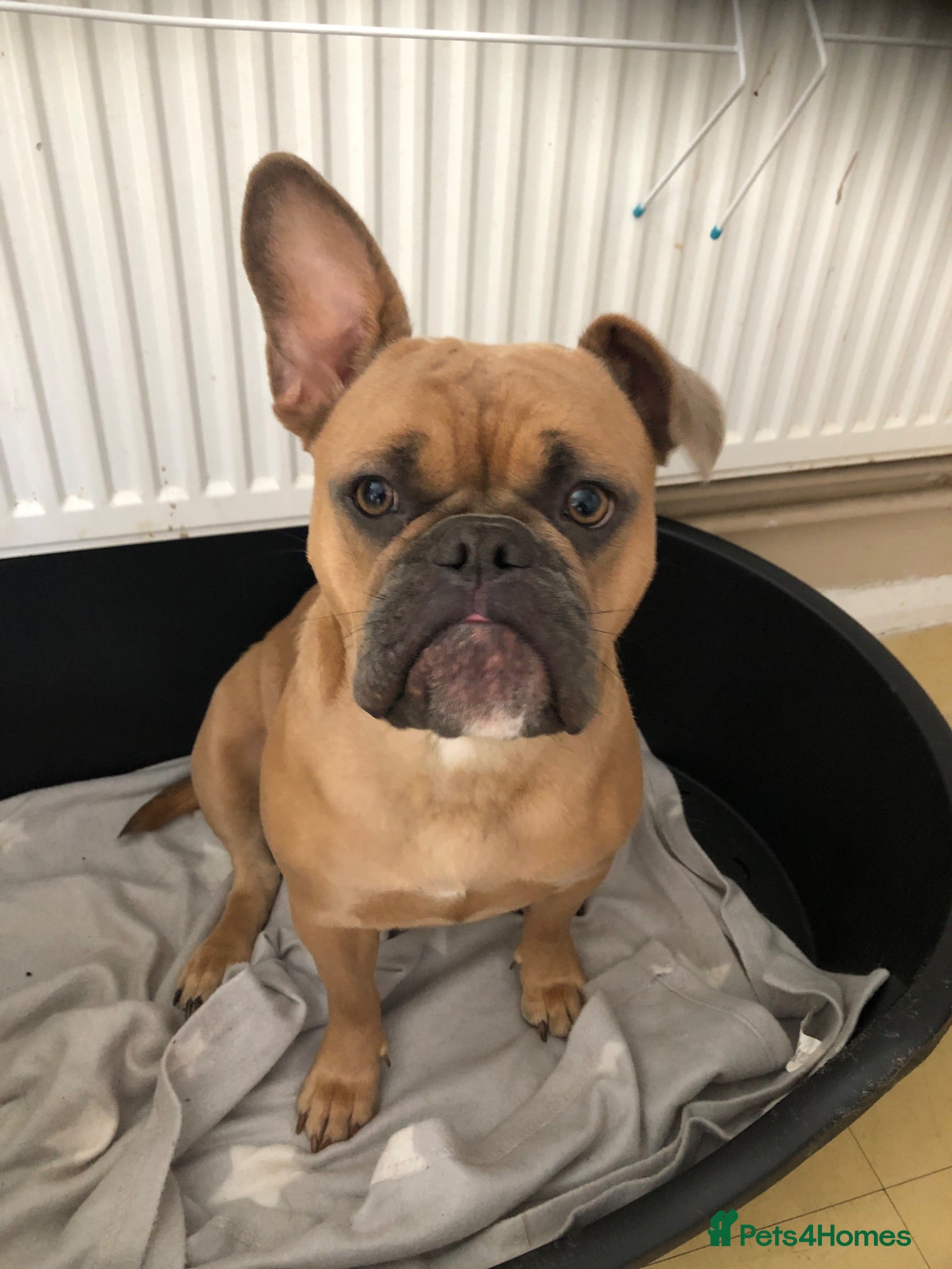 Mixed Breed dogs Dolly  - Advert 1