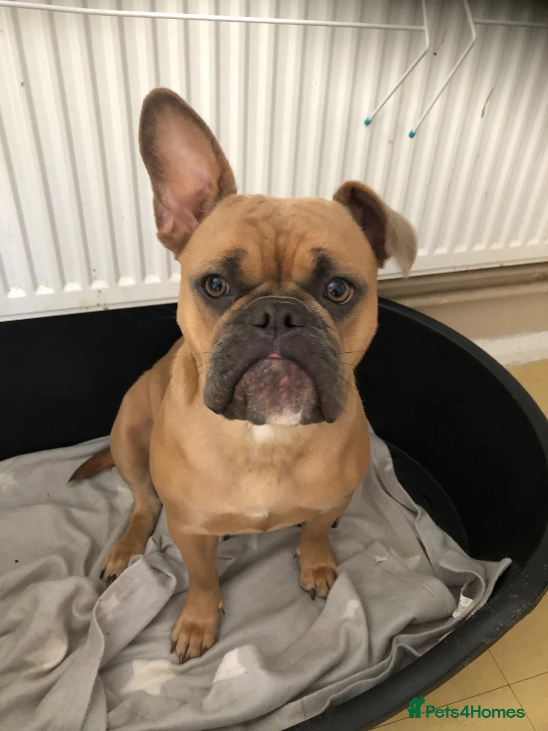 Mixed Breed dogs for sale: Dolly  - Advert 1