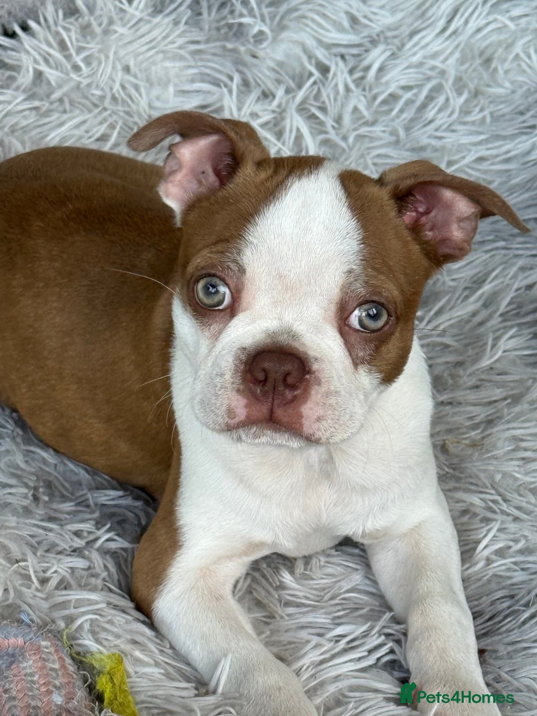 Boston Terrier dogs for sale: 2 females left !!!!!!! - Image 18