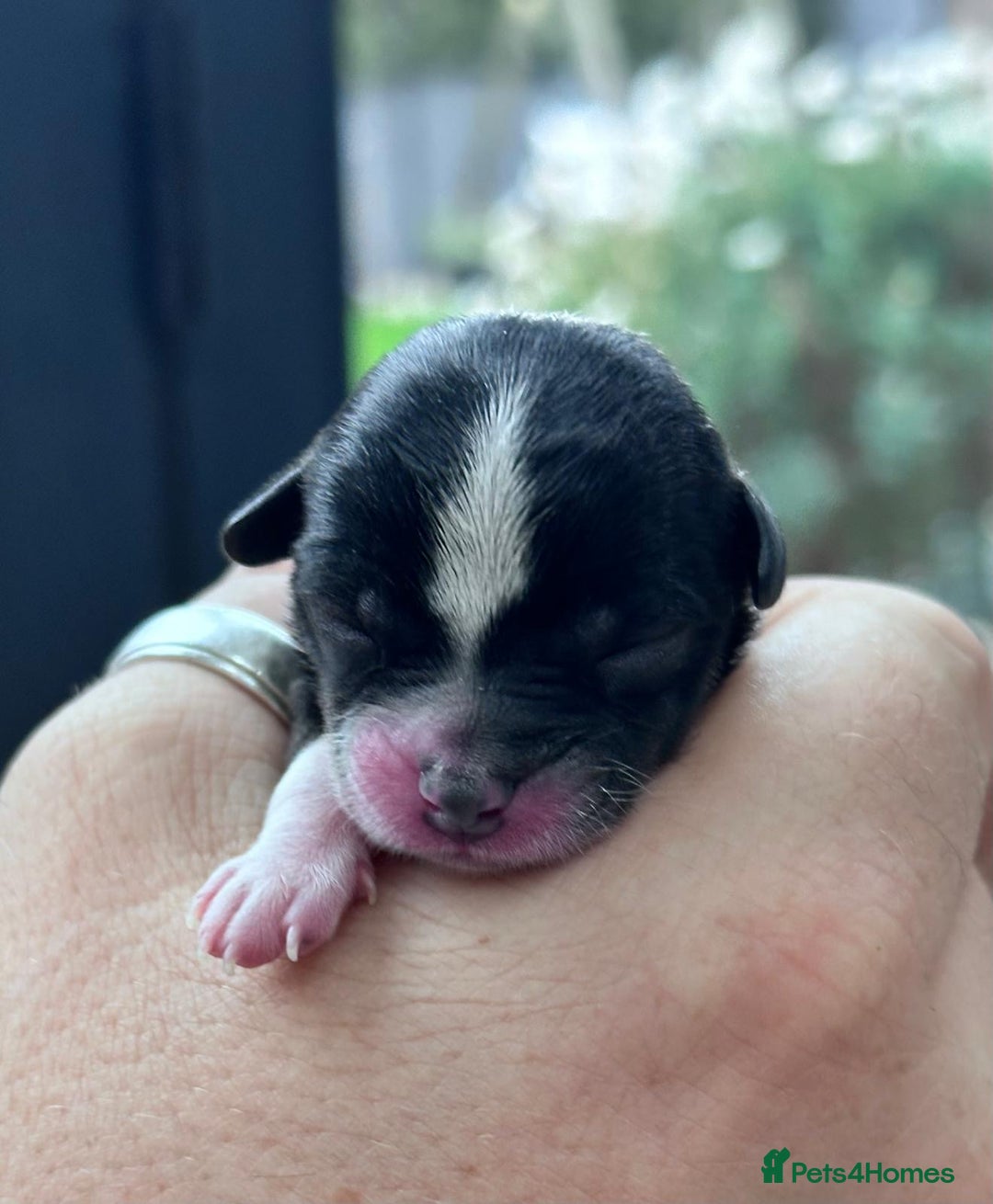 Chipoo dogs for sale: Chihuahua toy poo cross - Advert 9