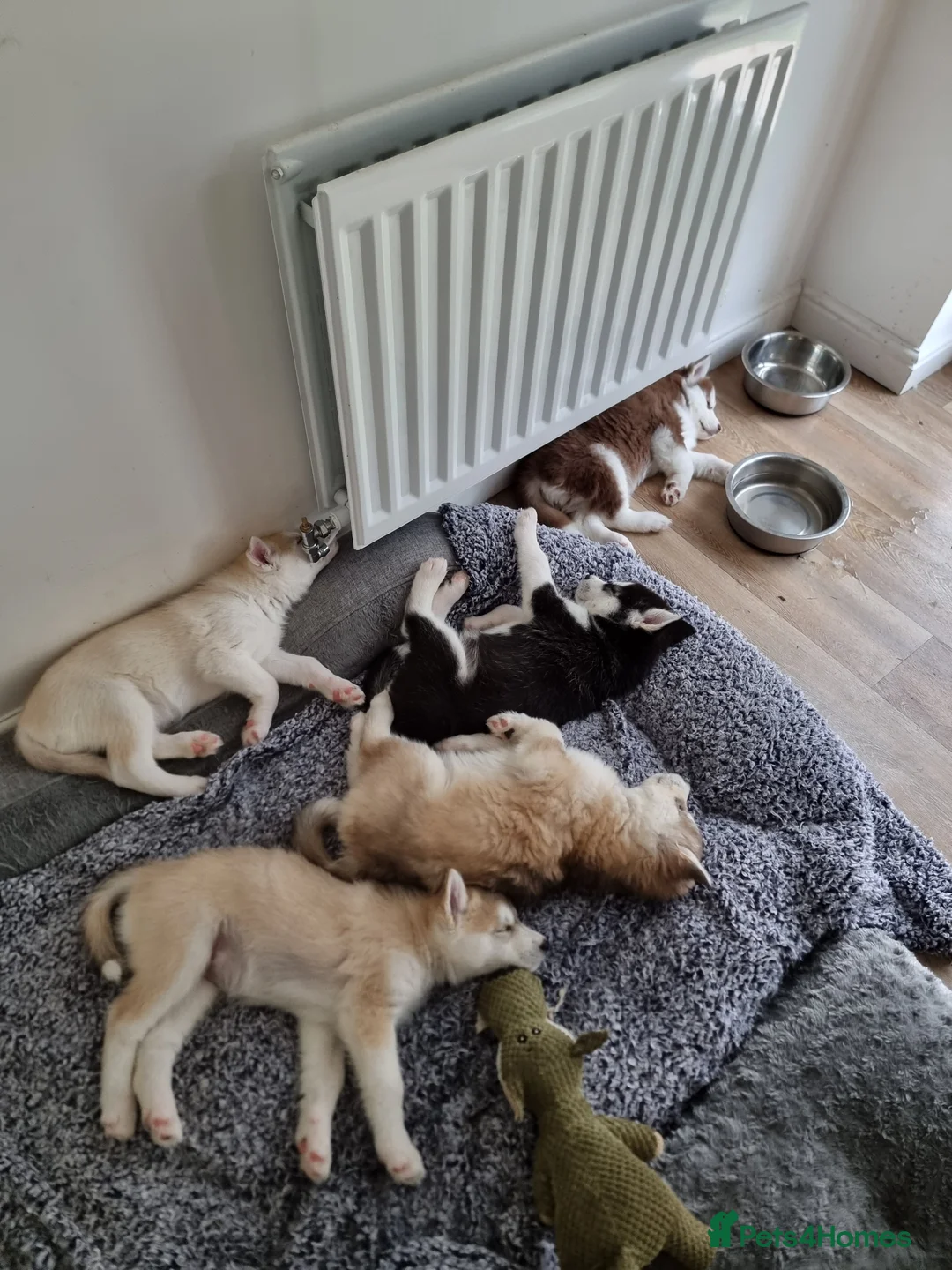 Siberian Husky dogs for sale: Husky puppies in Carlisle - Advert 1