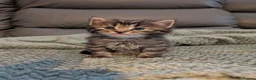 Mixed Breed cats for sale: Adorable kittens looking for forever home  in Pershore - Advert 1