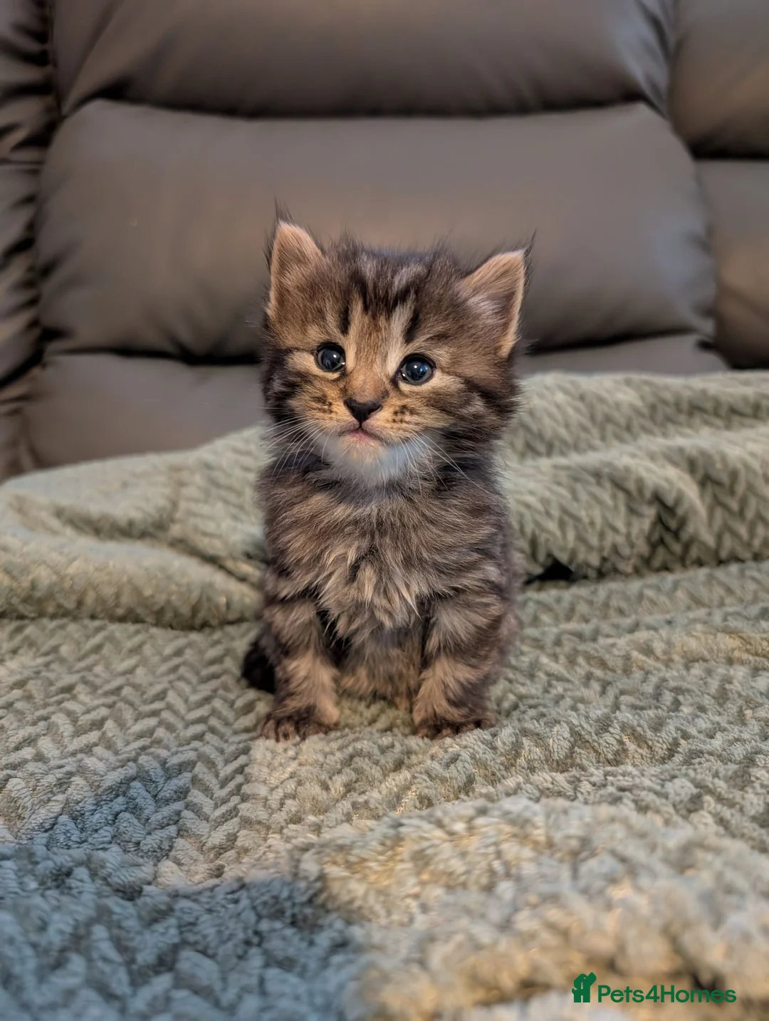 Mixed Breed cats for sale: Adorable kittens looking for forever home  in Pershore - Advert 1