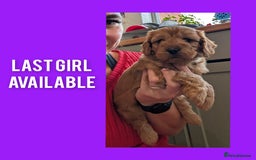 Cockapoo dogs for sale: 1 x Beautiful Red Cockerpoo Pup For Sale - Image 6