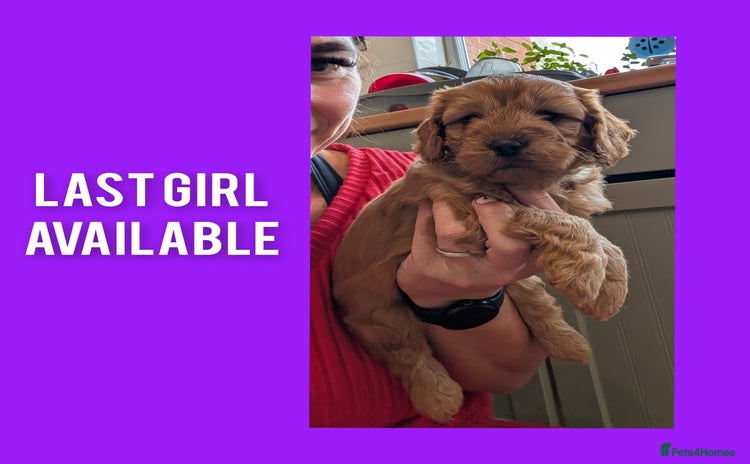Cockapoo dogs - Advert 1