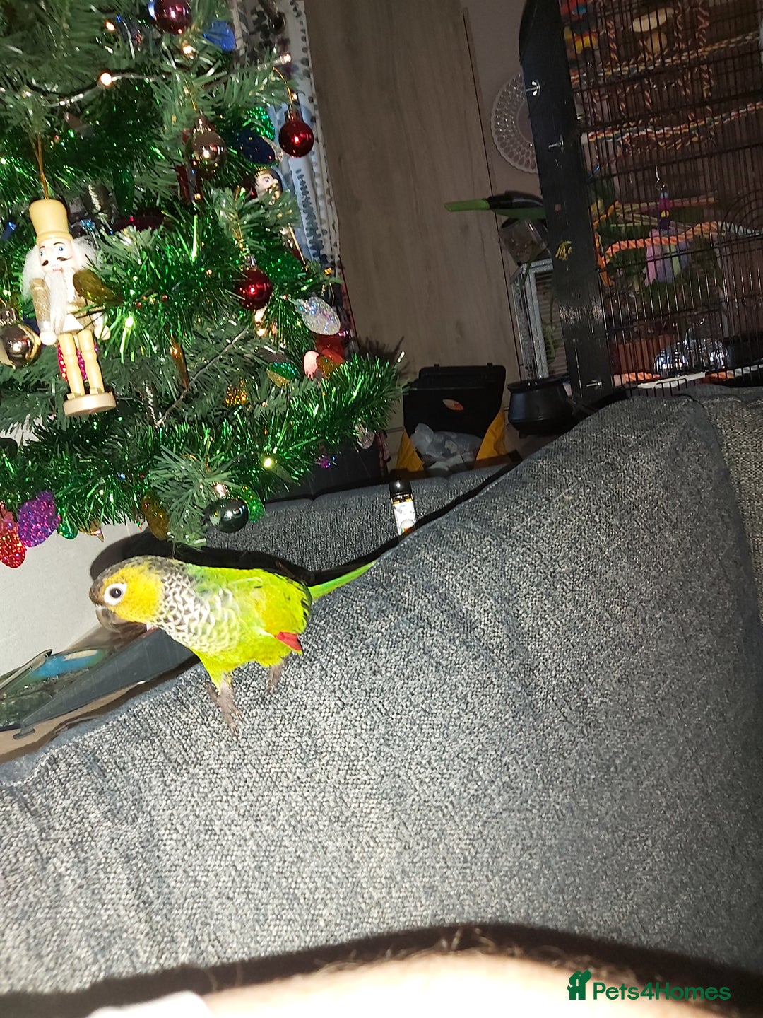Conures birds for sale: Dna black capped conure tame female - Advert 9