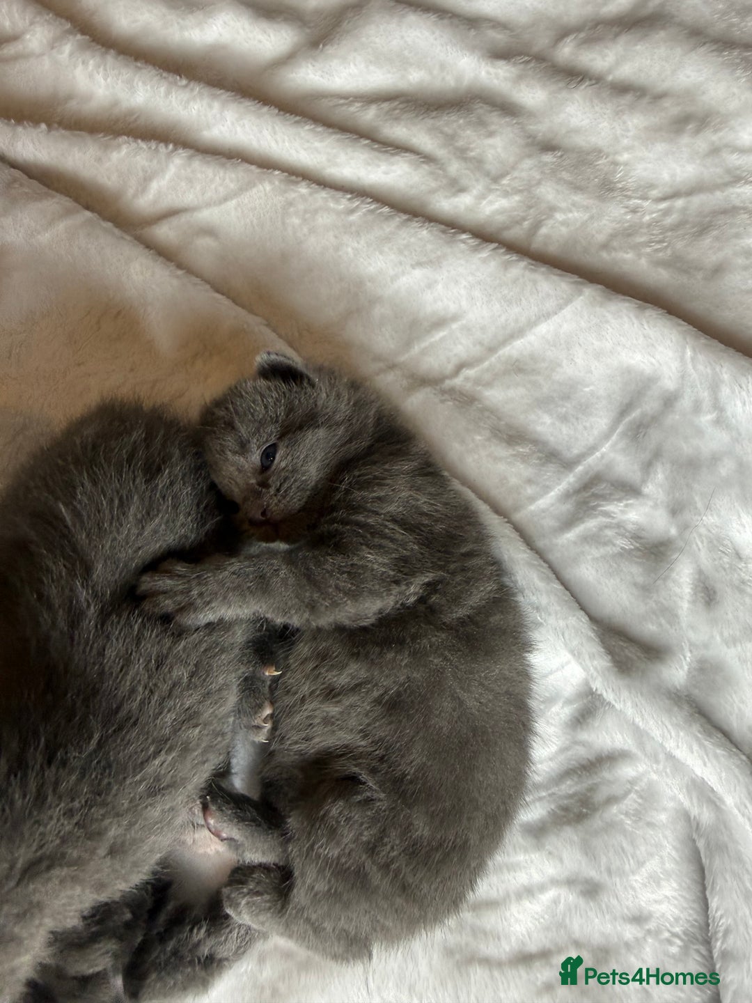 British Shorthair cats for sale: The cutest British Shorthair Grey Kittens  - Advert 4