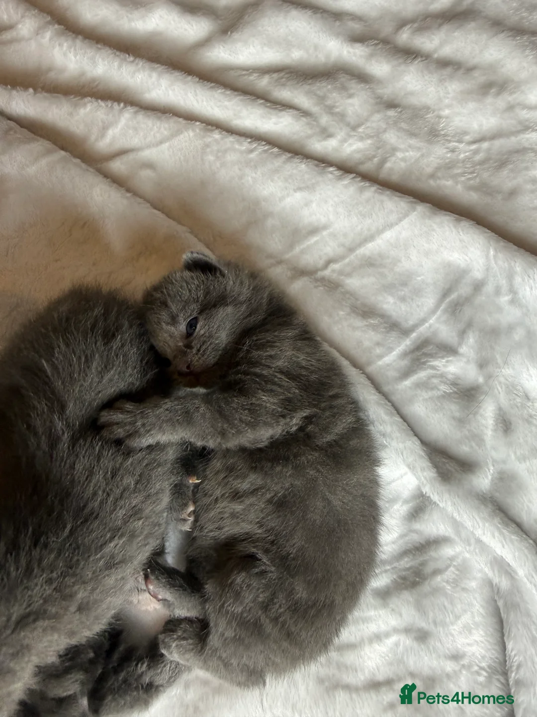 British Shorthair cats for sale: Our British Shorthair Grey Kittens  - Advert 4